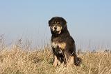 DOGUE DU TIBET 196